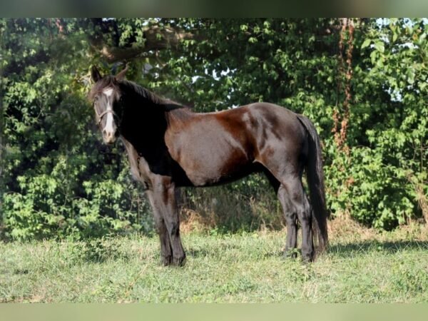 Friesian Gelding for Sale USA