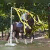 warlander mare for sale usa