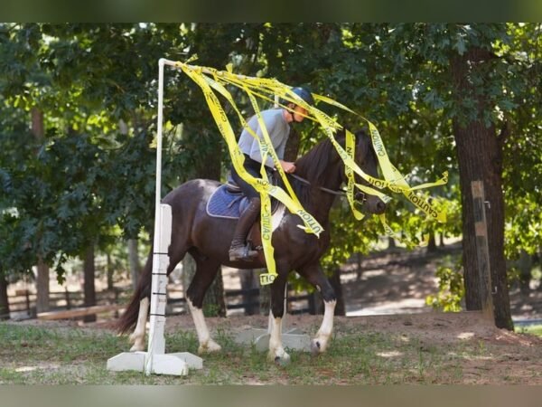 warlander mare for sale usa