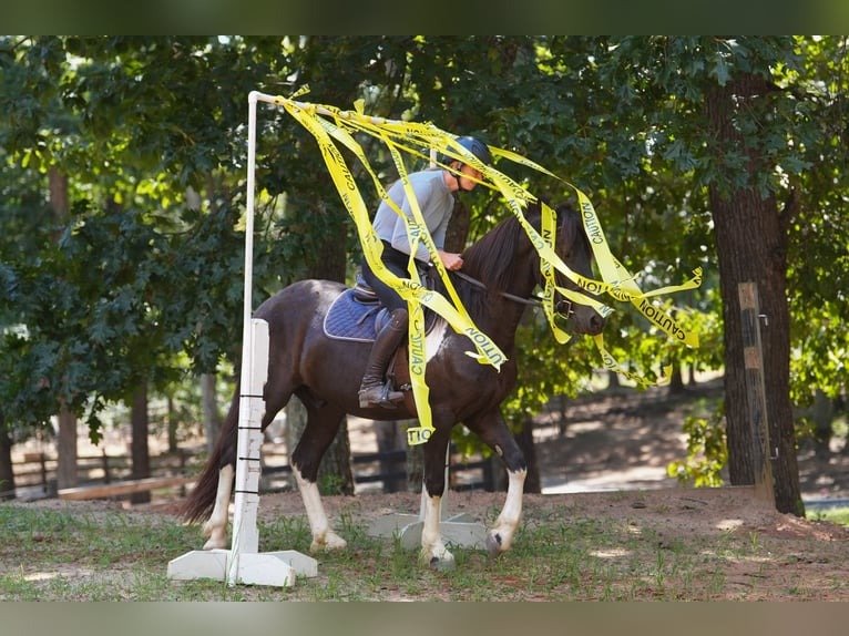 warlander mare for sale usa