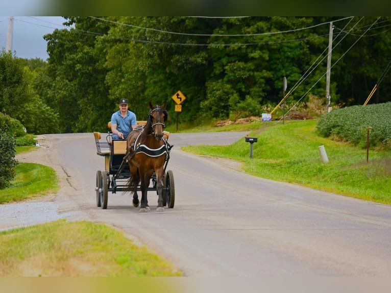 Friesian Gelding for Sale USA