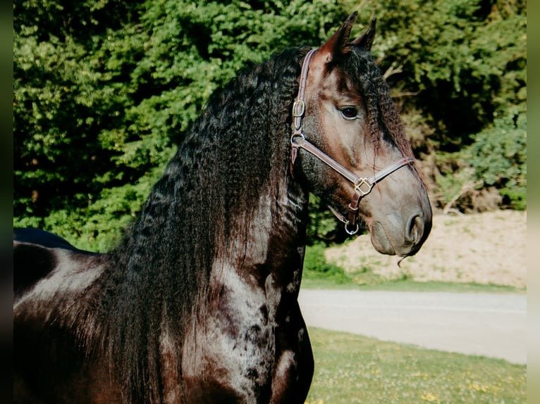 🐎 Friesian Gelding for Sale USA