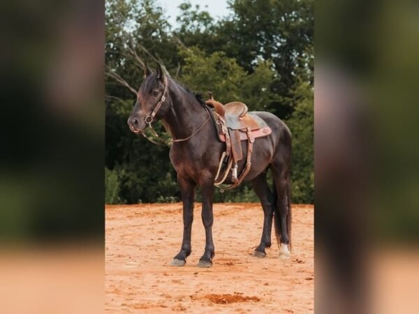 π Friesian Gelding for Sale USA π Friesian Gelding for Sale USA