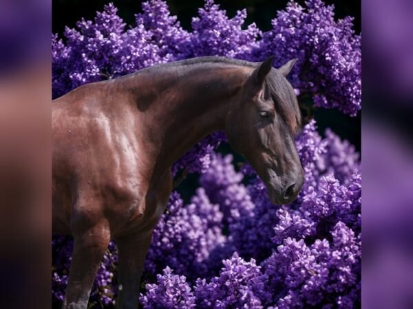 Friesian Cross Gelding for Sale USA