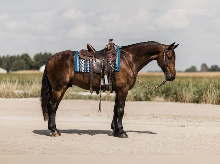 🐎 Friesian Sport Horse for Sale USA