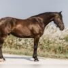 Friesian Cross Gelding for Sale USA