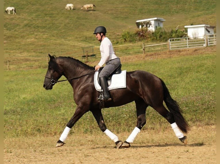 Friesian Cross Gelding for Sale USA