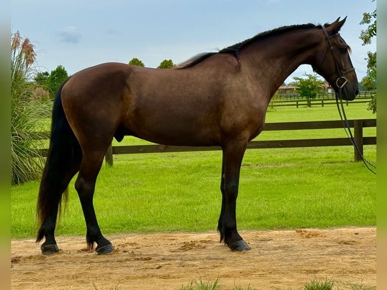 🐎 Friesian Gelding for Sale USA