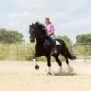 🐎 Friesian Sport Horse for Sale USA