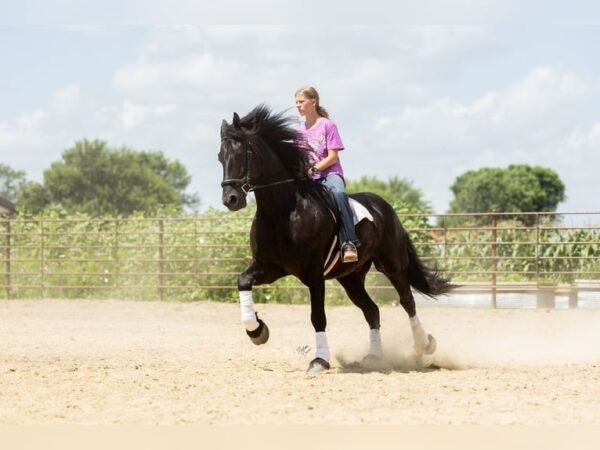 🐎 Friesian Sport Horse for Sale USA
