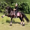 Friesian Sport Horse for Sale USA
