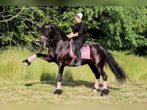Friesian Sport Horse for Sale USA