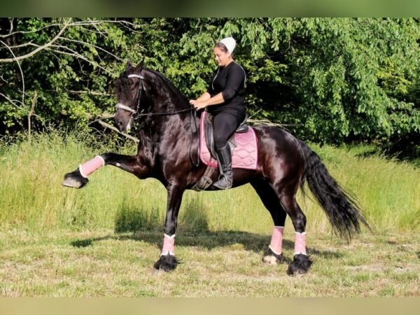 Friesian Sport Horse for Sale USA