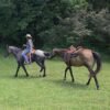 Friesian Cross Mare for Sale USA Friesian Cross Mare for Sale USA