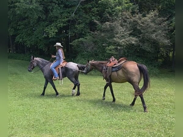 Friesian Cross Mare for Sale USA Friesian Cross Mare for Sale USA