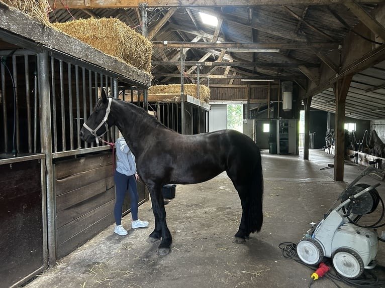Friesian Mare for Sale EU