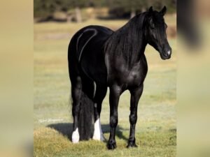 Friesian Sporthorse Gelding for Sale USA Friesian Sporthorse Gelding for Sale USA