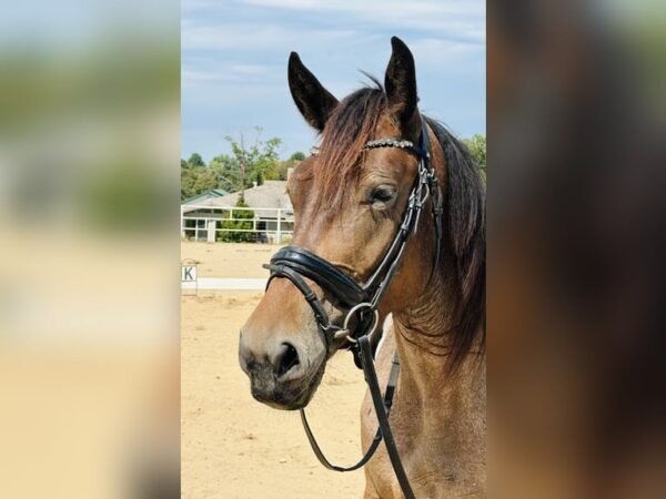 π Friesian Mare for Sale USA π Friesian Mare for Sale USA