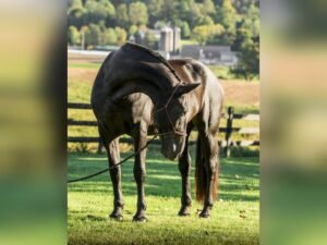 🐎 Friesian Mare for Sale USA