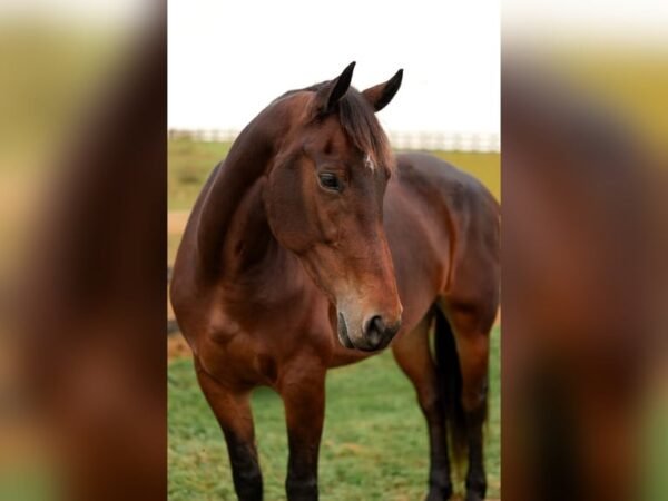 🐎 Friesian Mare for Sale USA 🐎 Friesian Mare for Sale USA