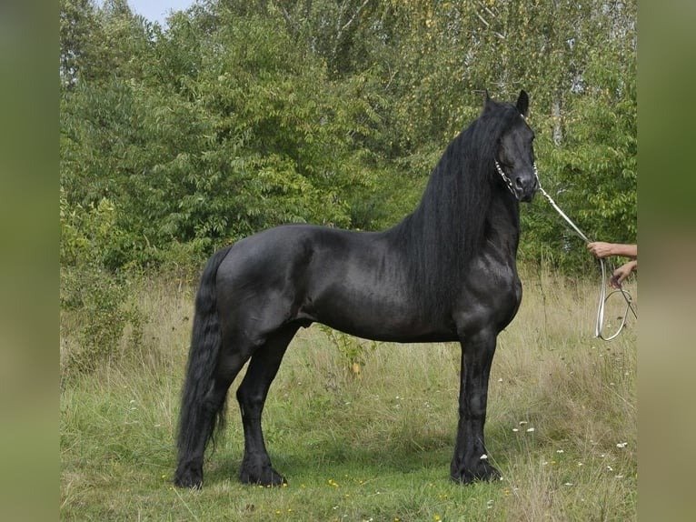 Friesian Stallion for Sale EU