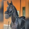 🐎 Friesian Stallion for Sale EU