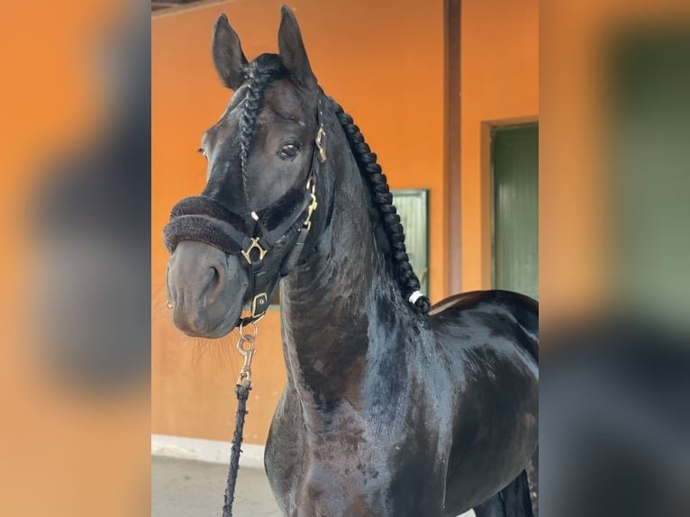 🐎 Friesian Stallion for Sale EU