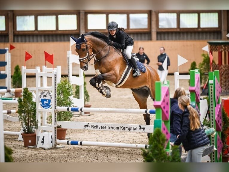 Hanoverian Warmblood Gelding for Sale Germany
