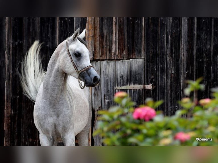 Arabian Gelding for Sale Germany