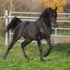 Arabian Gelding for Sale Germany Arabian Gelding for Sale Germany