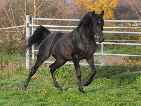 Arabian Gelding for Sale Germany Arabian Gelding for Sale Germany