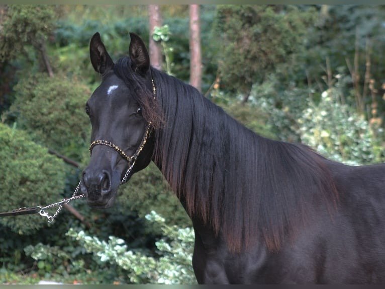 🐎 Arabian Mare for Sale Poland