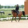 Arabian Mare for Sale Germany