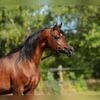 Arabian Stallion for Sale Poland