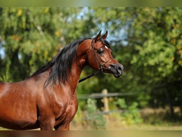 Arabian Stallion for Sale Poland