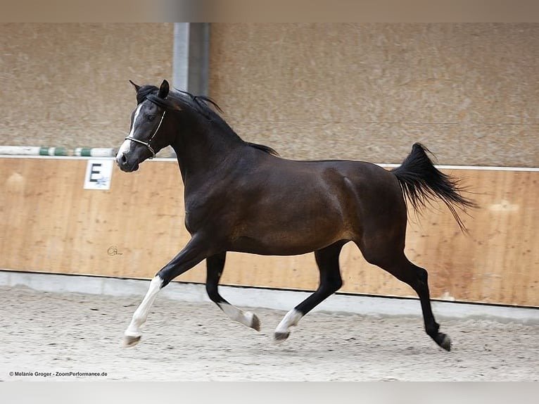 Arabian Partbred Mare for Sale Germany