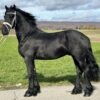 Friesian Gelding for Sale EU