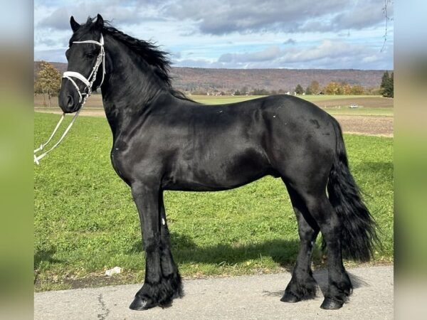 Friesian Gelding for Sale EU