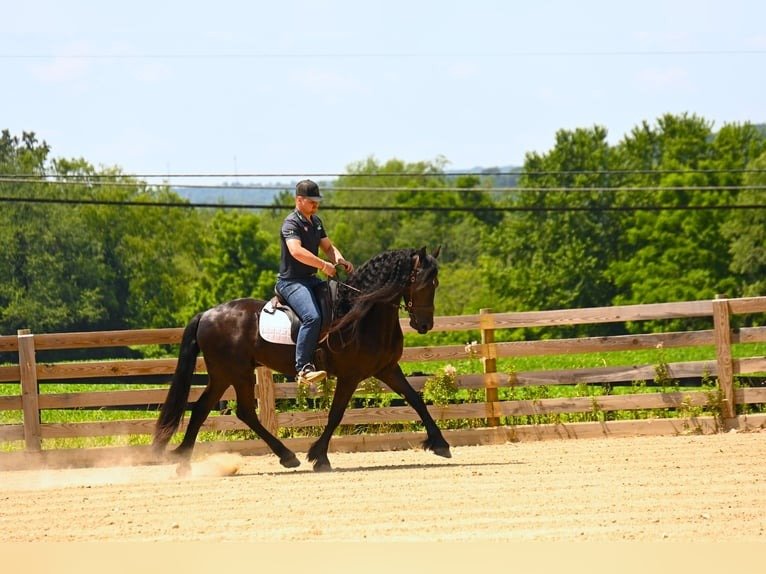 🐎 Friesian Sport Horse for Sale USA