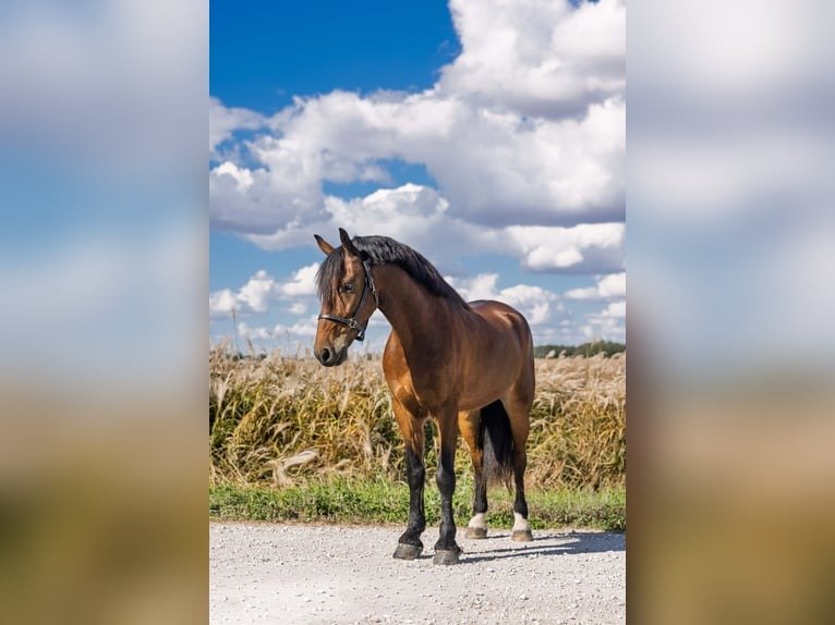 Friesian Cross Pony for Sale USA