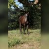 Friesian Gelding for Sale USA
