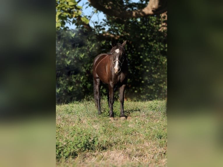 Friesian Gelding for Sale USA