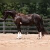 warlander mare for sale usa