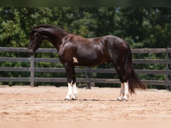 warlander mare for sale usa