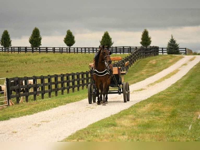 Friesian Gelding for Sale USA
