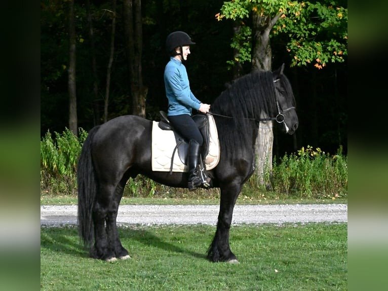 🐎 Friesian Gelding for Sale USA