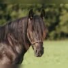 π Friesian Gelding for Sale USA π Friesian Gelding for Sale USA