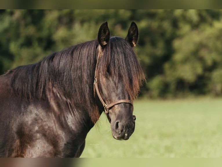 π Friesian Gelding for Sale USA