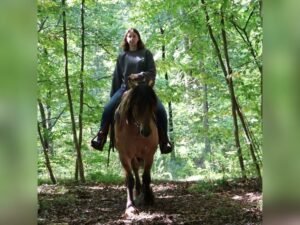 Friesian Cross Gelding for Sale USA