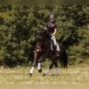Friesian Cross Gelding for Sale USA